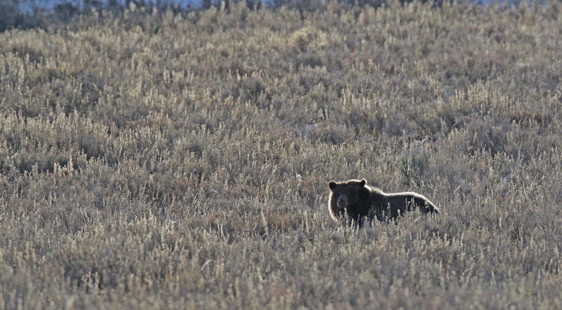 Grizzly bear in Hayden Valley